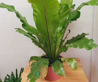 side image for Asplenium Nidus - 1
