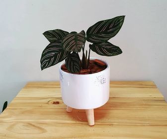 side image for Calathea Ornata 🌱 - 1