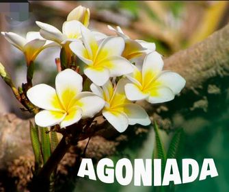 side image for Chá agoniada  - 1