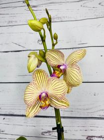 side image for Belleza suprema Phalaenopsis - 5