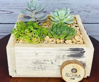 side image for Echeverias libres y orgullosas - 1