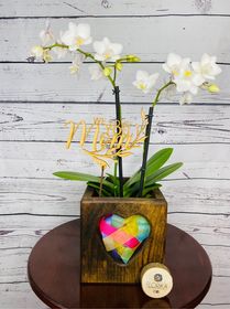 side image for Belleza suprema Phalaenopsis - 1