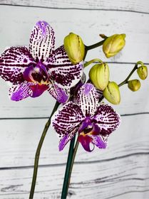 side image for Belleza suprema Phalaenopsis - 3