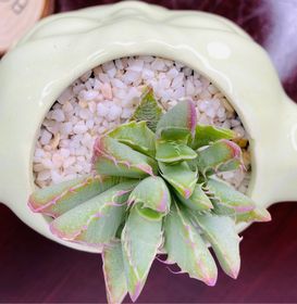 side image for Yoda Faucaria Tigriña - 1