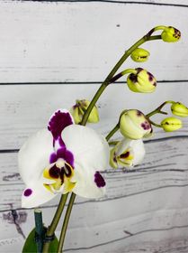 side image for Belleza suprema Phalaenopsis - 4
