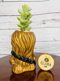 side image for Chewie bebé  - 1