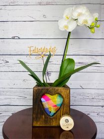 side image for Belleza suprema Phalaenopsis - 2