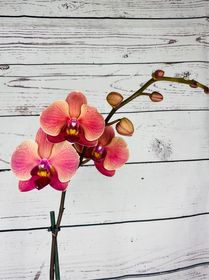 side image for Belleza suprema Phalaenopsis - 6