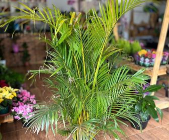 Areca bambu grande 