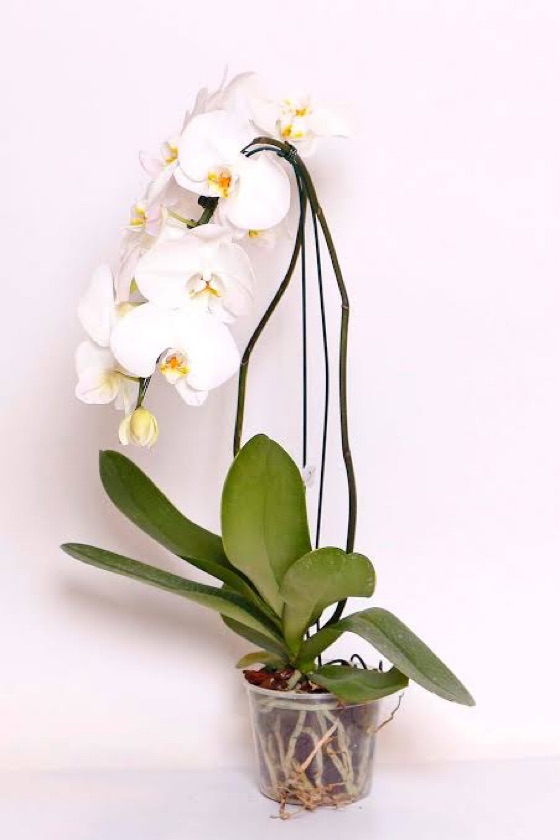 Orquídea phalaenopsis cascata 