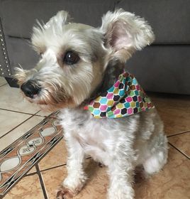 side image for Bandana para mascota L - 1