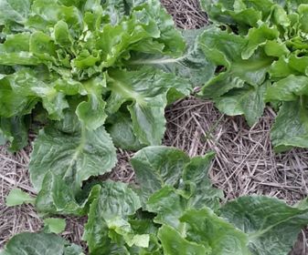 side image for Salada MIX - 3
