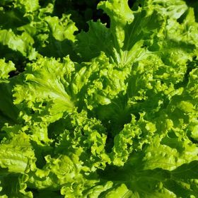 side image for Salada MIX - 1