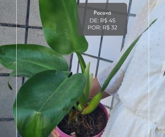 side image for Pacová - 1