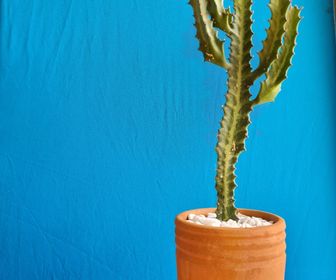 side image for Cacto candelabro - 1
