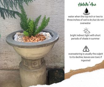 side image for Foxtail Fern - 1