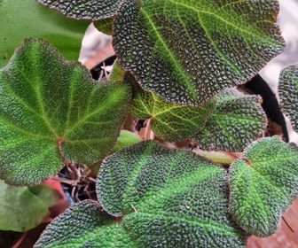 side image for Begonia Brogil - 1