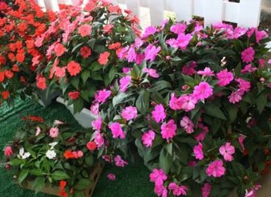 side image for   Empatiens(Beijo Americano) Caixa com 5 Mudas *

 - 3