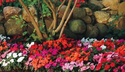 side image for   Empatiens(Beijo Americano) Caixa com 5 Mudas *

 - 1
