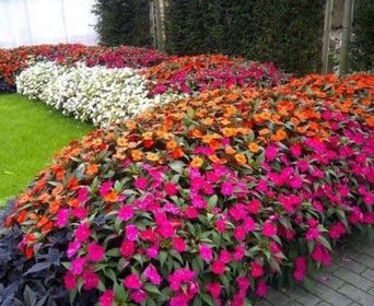 side image for   Empatiens(Beijo Americano) Caixa com 5 Mudas *

 - 2