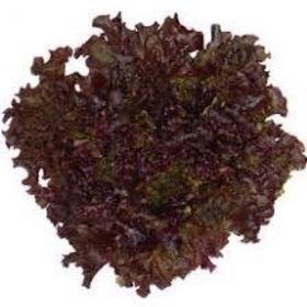 side image for Alface Roxa - 1