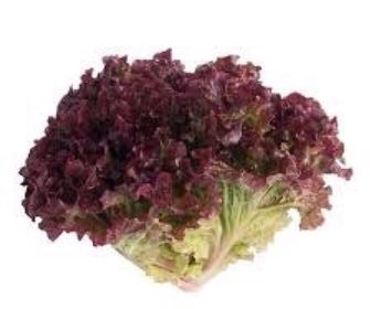 side image for Alface Roxa - 2