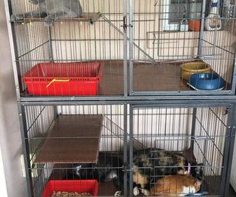 side image for Sangkar Kucing Besar L - 1