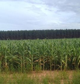 side image for Fazenda em Minas Gerais - 5