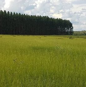side image for Fazenda em Minas Gerais - 2