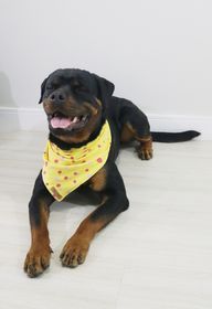 side image for Bandana Dots - 1