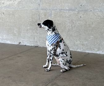 side image for Bandana Urca - 3