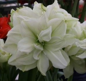 side image for Amarillys Marilyn - 1