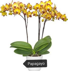 side image for Papagayo - 1